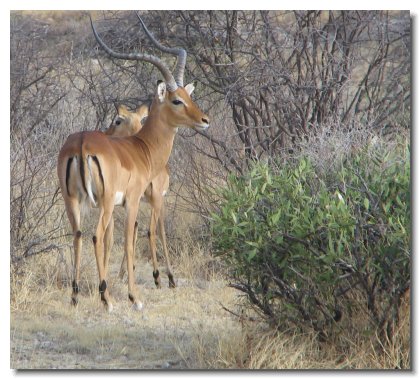 KE 22 - Impala 2